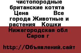 чистопородные британские котята › Цена ­ 10 000 - Все города Животные и растения » Кошки   . Нижегородская обл.,Саров г.